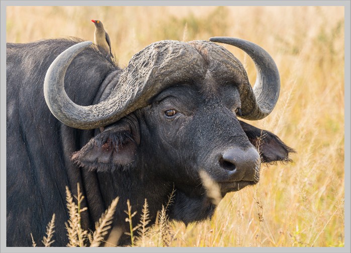 African Buffalo
