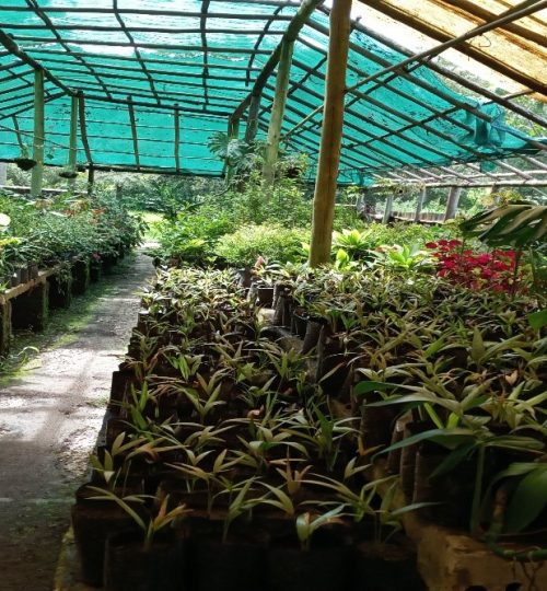 Vumba Nursery Garden